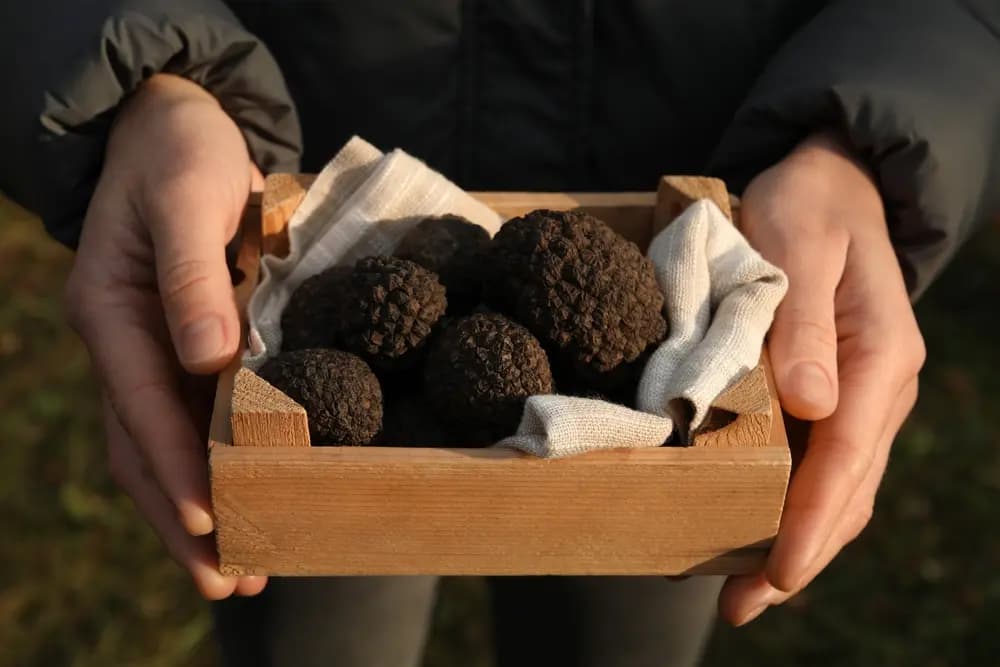 The Perfect Pairing: Wine and Truffle in Tuscany